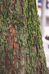 Tree bark texture. Oak wood background. Old Trunk pattern. Rough wooden skin closeup. Dry log...