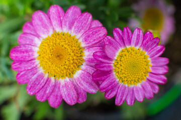 Fototapeta premium close-up of a beautiful Argyranthemum flower in the garden