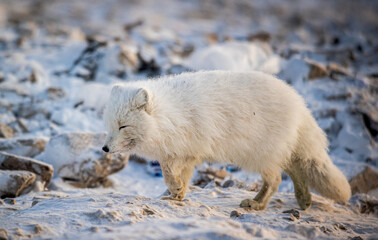 Arctic Fox