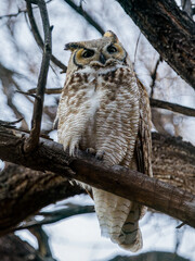 Owl