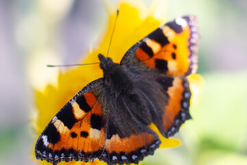 beautiful colorful butterfly in the garden on a flower