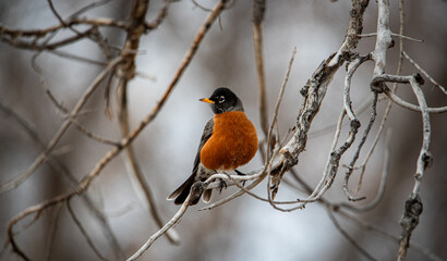 Robin