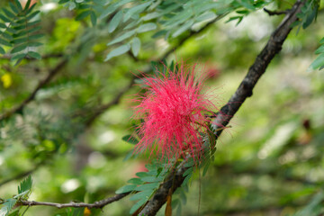 Close-up photo of a red powder puff flower (Calliandra haematocephala), Nepal