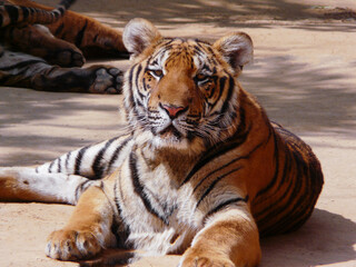 a beautiful big tiger is resting and walking around the zoo