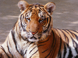 a beautiful big tiger is resting and walking around the zoo