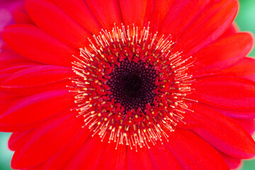close-up of a beautiful Gerber Jameson flower in the garden