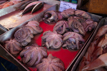 fresh marine species of cuttlefish and octopus on the counter