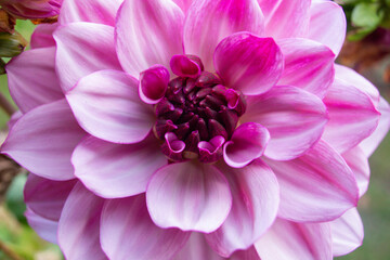 close up of a beautiful Dahlias flower in the garden