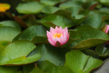 beautiful unfurled water lily flower on the pond