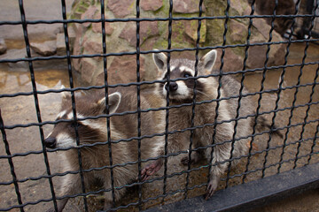 beautiful raccoon rinses in the zoo in a cage