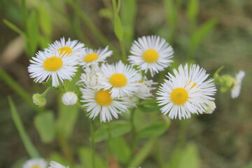 Fototapeta premium Closeup Floral Beauty. Chamomile Wildflower Macro Photography. Botanical Decor. White Aster Blossom in Bloom.