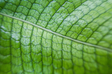 close-up of the leaves of the Microsorum crocodyllus plant