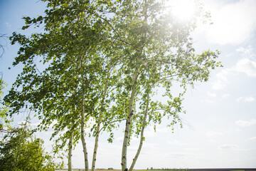 Fototapeta premium Birch with fresh green leaves on a sunny spring day against the background of the lake
