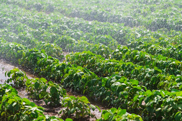 Chickpea crop field