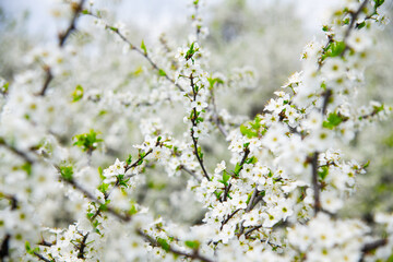 Blooming white shrubs on a spring day.