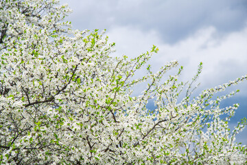 Blooming white shrubs on a spring day.