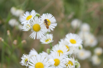 Wild Daisy Fleabane with Bee Closeup. White Floral Beauty in Nature for Summer Garden. Fresh Chamomile Bloom.