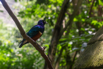 a beautiful colored bird Lamprotornis superbus sits on a tree in the forest