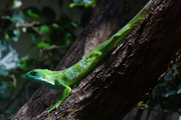 close up Striped Fijian iguana on a tree