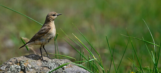 Isabellsteinschmätzer // Isabelline wheatear (Oenanthe isabellina) - Biosphärenreservat...