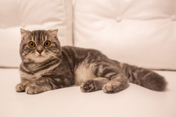 красива домашня чистокровна шотландська висловуха пухнаста кішка в будинку