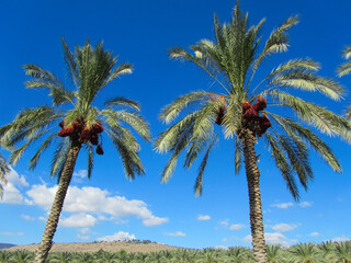 beautiful palm trees in sunny weather on a blue sky