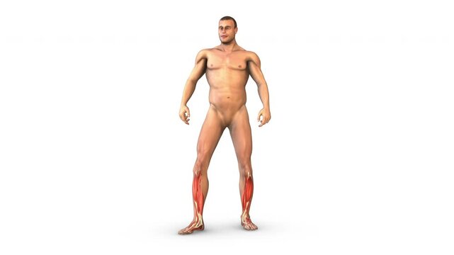 Human Muscular System soleus muscles