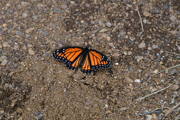 Monarch Butterfly