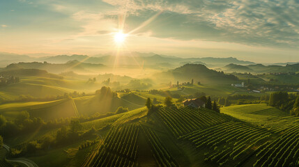 Obraz premium Beautiful panoramic view of a vineyard at sunrise