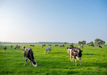 black and white spotted cows in green meadow at sunrise in the netherlands