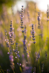 close up of beautiful purple lavender flowers in sunlight