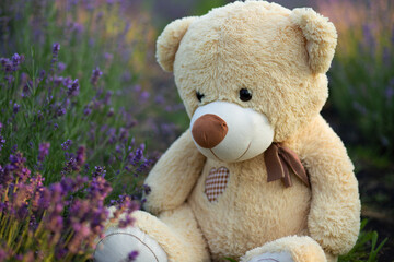 teddy bear toy in a field of lavender flowers