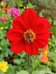 close-up of a beautiful flower.Dahlia with bee in the garden