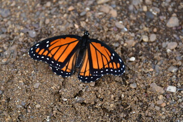 Monarch Butterfly