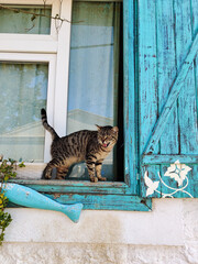 beautiful tabby cat on the window in the house