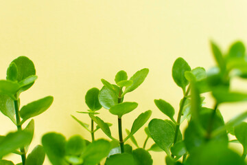 Green leaves on yellow background	