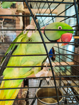A large ringed parrot sits closed in a cage