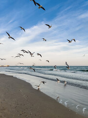 many seagulls fly on the sea coast