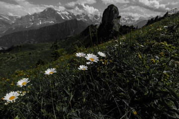 Landscape view of a meadow in the Swiss alps, with flowers in the foreground, shot in Schynigge...