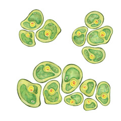 Green algae watercolor image with a spread of Chlorella cells, sea organism group. Clipart for use in scientific articles, nature-themed stationery, or educational websites, environmental blog