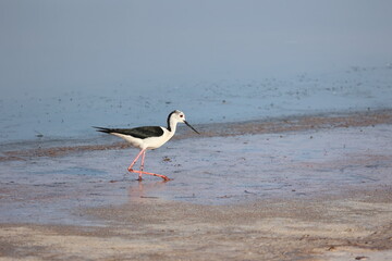Black Necked Stilt at the Great Salt Lake