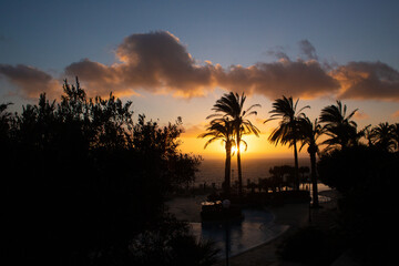 Obraz premium large tropical palm trees grow on the coast at sunset