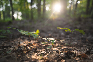 sprouts with leaves sprout in the forest in sunlight