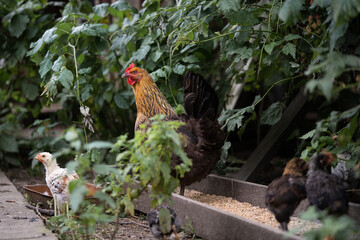 a beautiful adult hen walks with her chicks