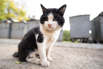 homeless dirty hungry cat looking for food near garbage cans