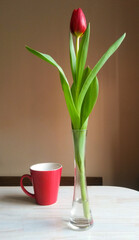 beautiful red tulip in a glass vase on the table
