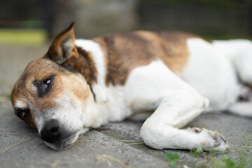 a sad dog is lying down outdoors