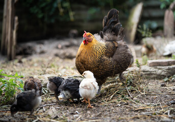 a beautiful adult hen walks with her chicks