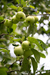 delicious and juicy green apples on the tree in the garden