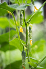 fresh green cucumbers grow in a greenhouse